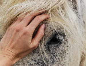 Udomowienie konia – najnowsze doniesienia